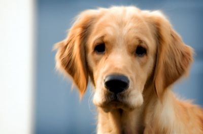 Owning a Pet Dog Could Help to Reduce Risk of Child Asthma-4008