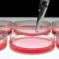 New Infertility Gene Discovered-0651