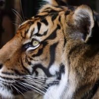 Tiger Temporarily Loses His Bite-6279