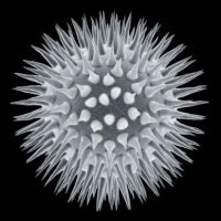 Mixed news on STDs in the US-0708
