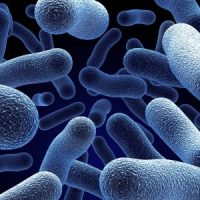 Could Mosquitoes Bring Tropical Diseases to the UK?-6987