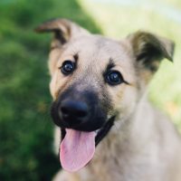 Could owning a dog help you live longer?-7431